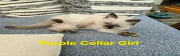 Ragdoll cats for sale: Beautiful ragdolls - Advert 4