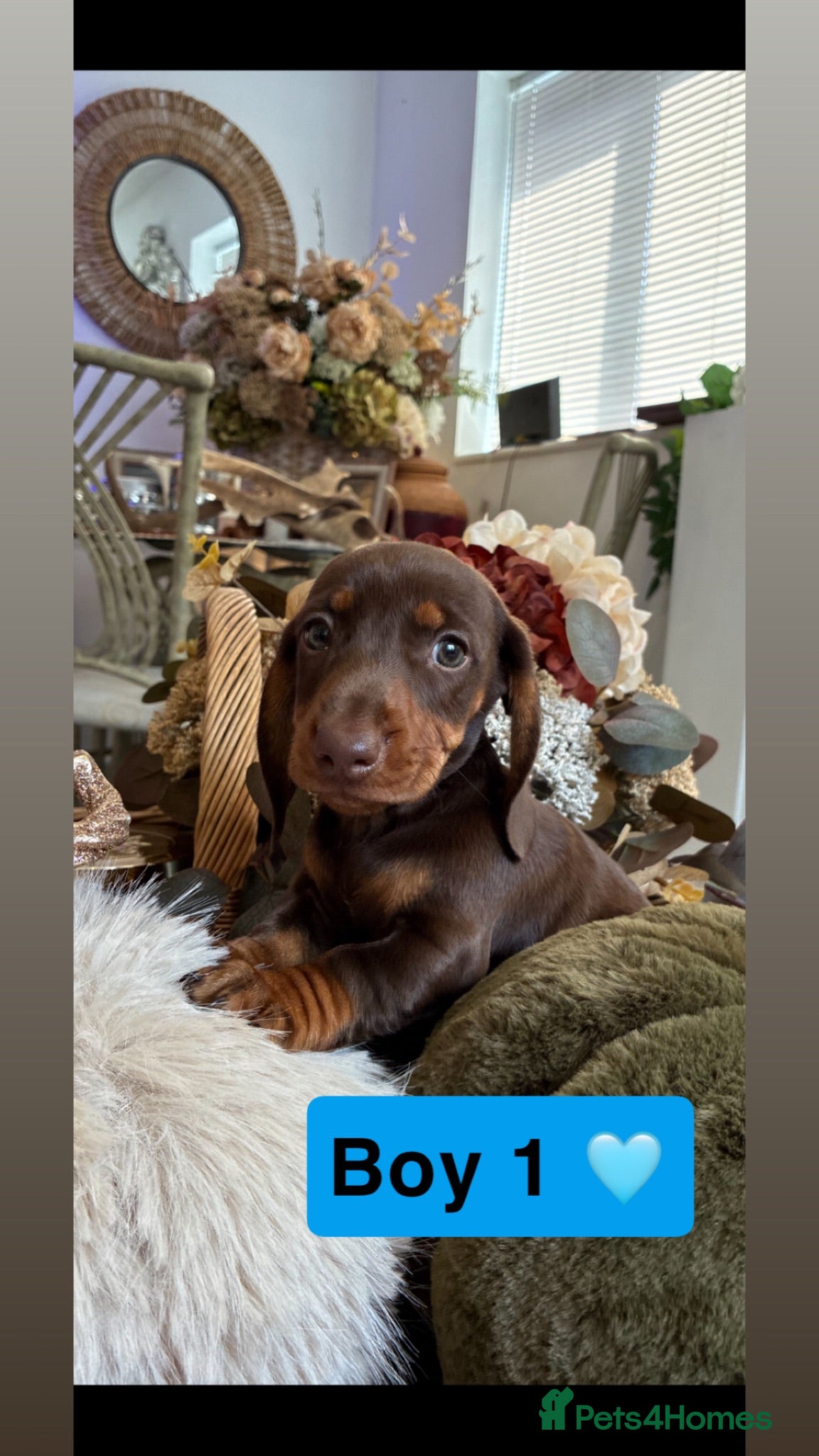 Dachshund dogs Dachshund - Advert 6