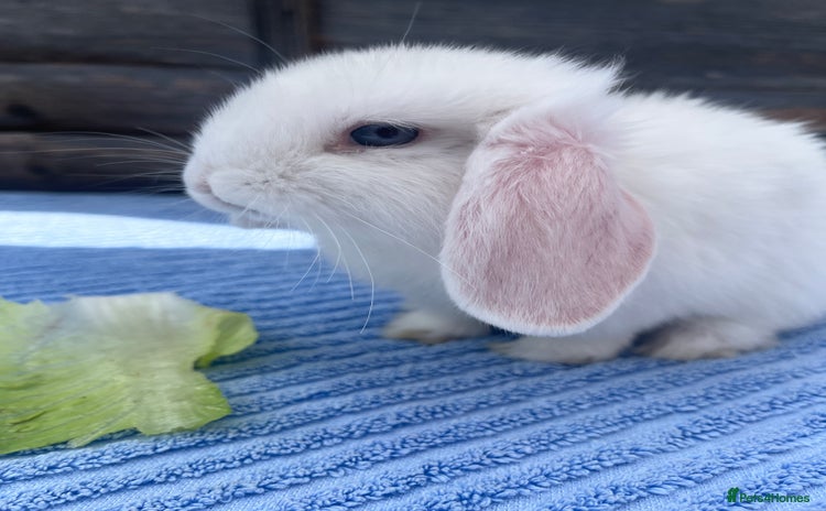 Mini Lop rabbits for sale - Advert 1