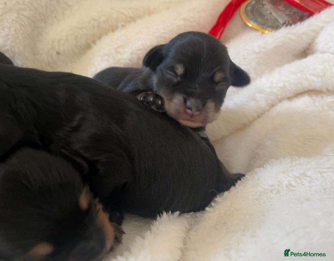 Jackapoo dogs for sale: Quality Jackapoo/ Jack Russel Puppies for sale 💌 - Advert 8