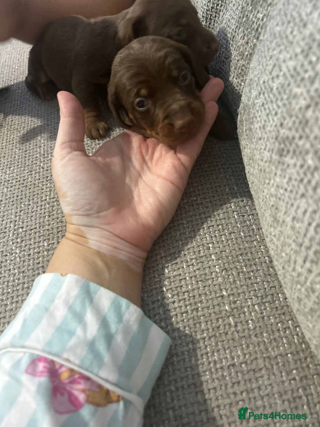 Miniature Dachshund dogs for sale: Miniature dashound  - Advert 2