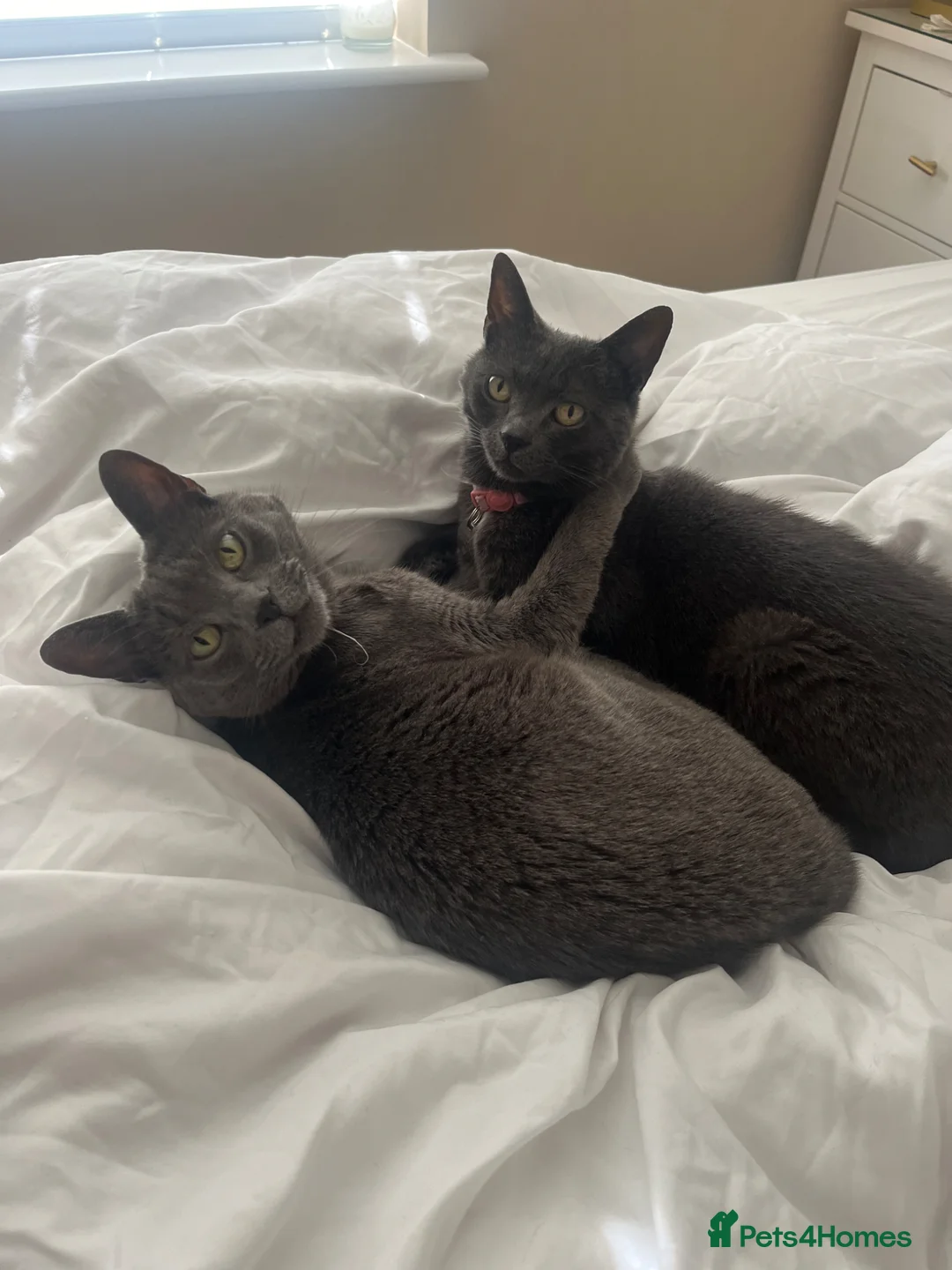 Russian Blue cats for sale: Russian Blue Sisters- looking for new home - Advert 1