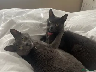 Russian Blue cats Russian Blue Sisters- looking for new home - Advert 4