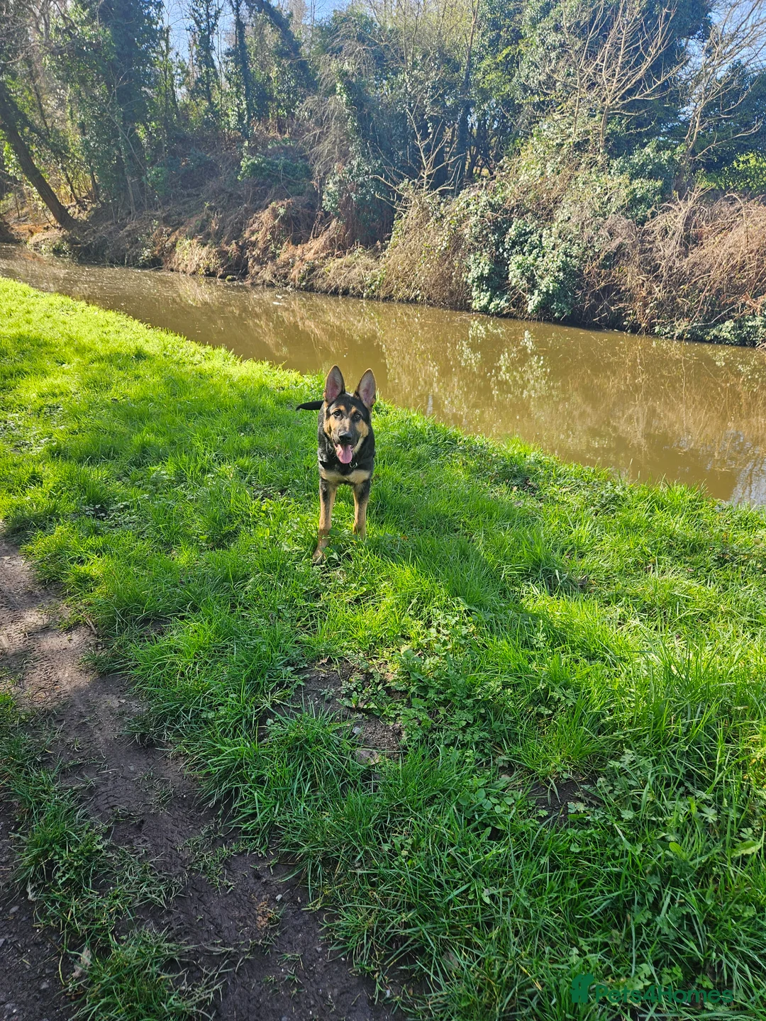 German Shepherd dogs for sale: Gorgeous GSD Male in Stourport-on-Severn - Advert 2