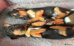 Jack Russell dogs for sale: Jack russell boy ready for collection  - Image 4