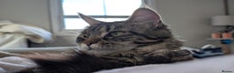 Maine Coon cats for sale: 2x Tica Maine coon sisters  - Advert 17