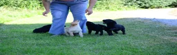 Labrador Retriever dogs for sale: 4 KC Registered Labrador Dog pups - Advert 6