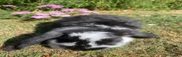 French Lop rabbits for sale: Beautiful French lops for sale Mixed gender - Advert 6