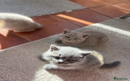 British Shorthair cats for sale: Beautiful British Shorthair Kittens - Advert 3