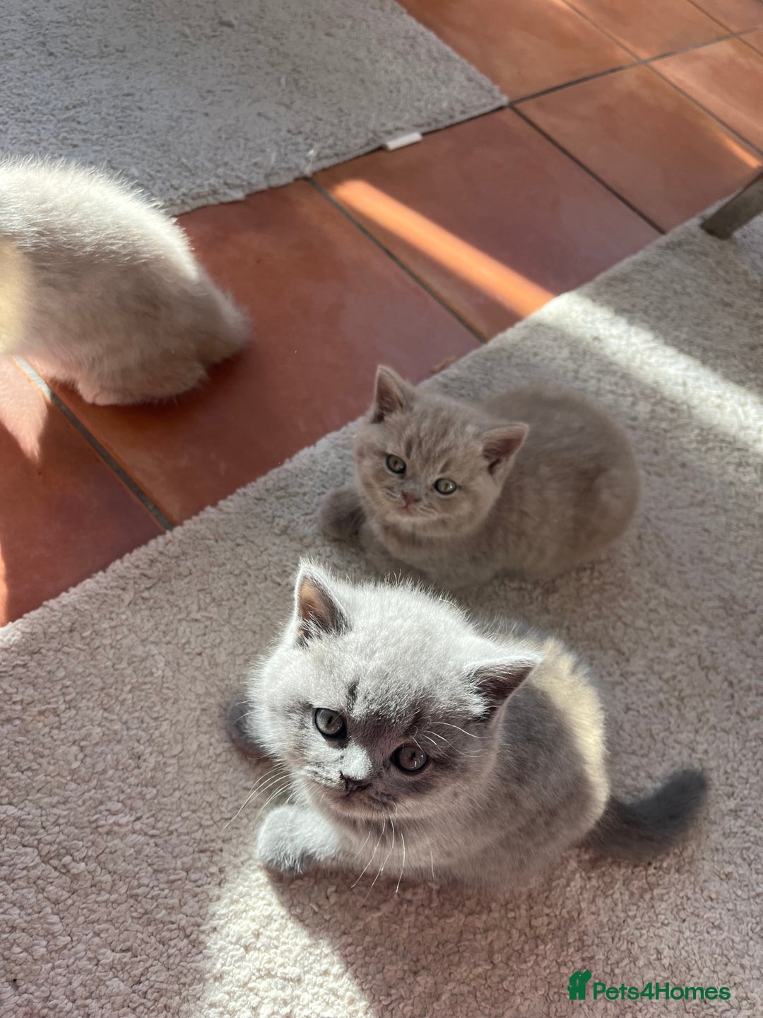 British Shorthair cats for sale: Beautiful British Shorthair Kittens - Advert 3