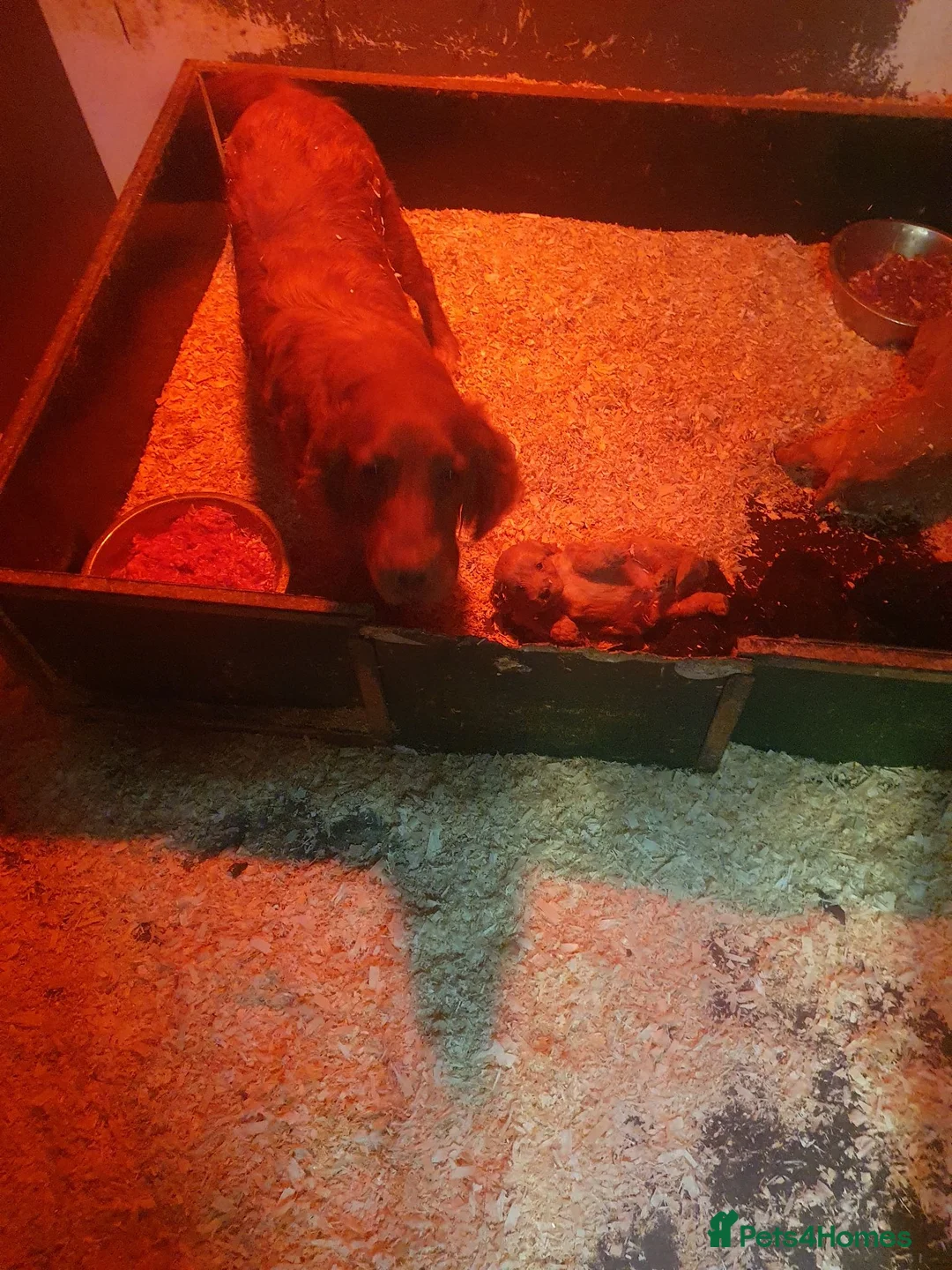 Cockapoo dogs for sale: cockapoo puppies f1 in Ayr - Advert 2