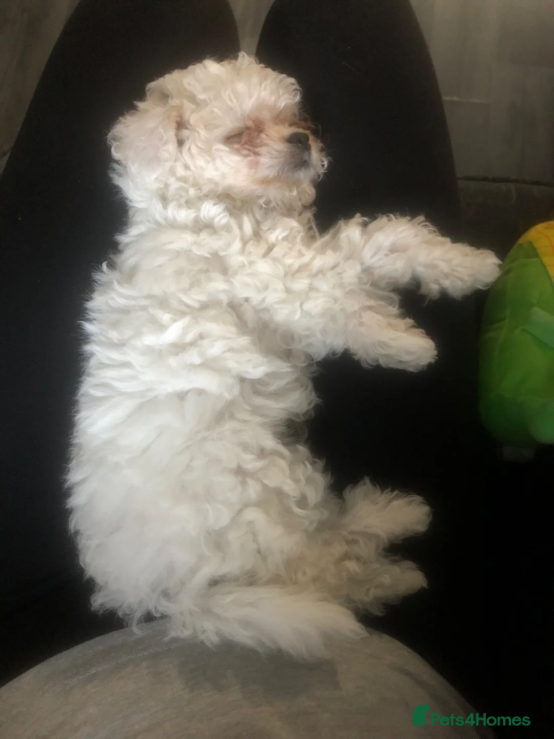 Shihpoo dogs for sale: Shihpoo puppy - Advert 2