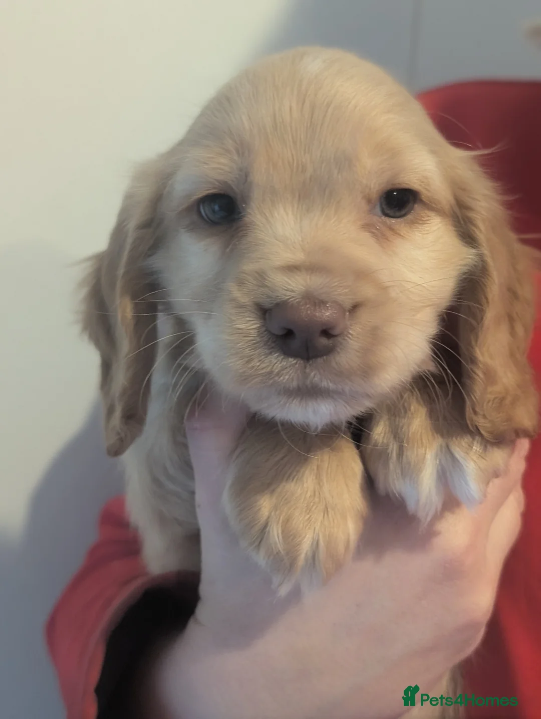 Cocker Spaniel dogs for sale: Pups from Health Tested Champion Trialling lines. - Advert 11
