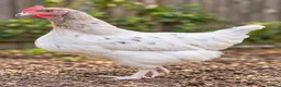 Chickens poultry for sale: Various Chicken Breeds - Advert 3