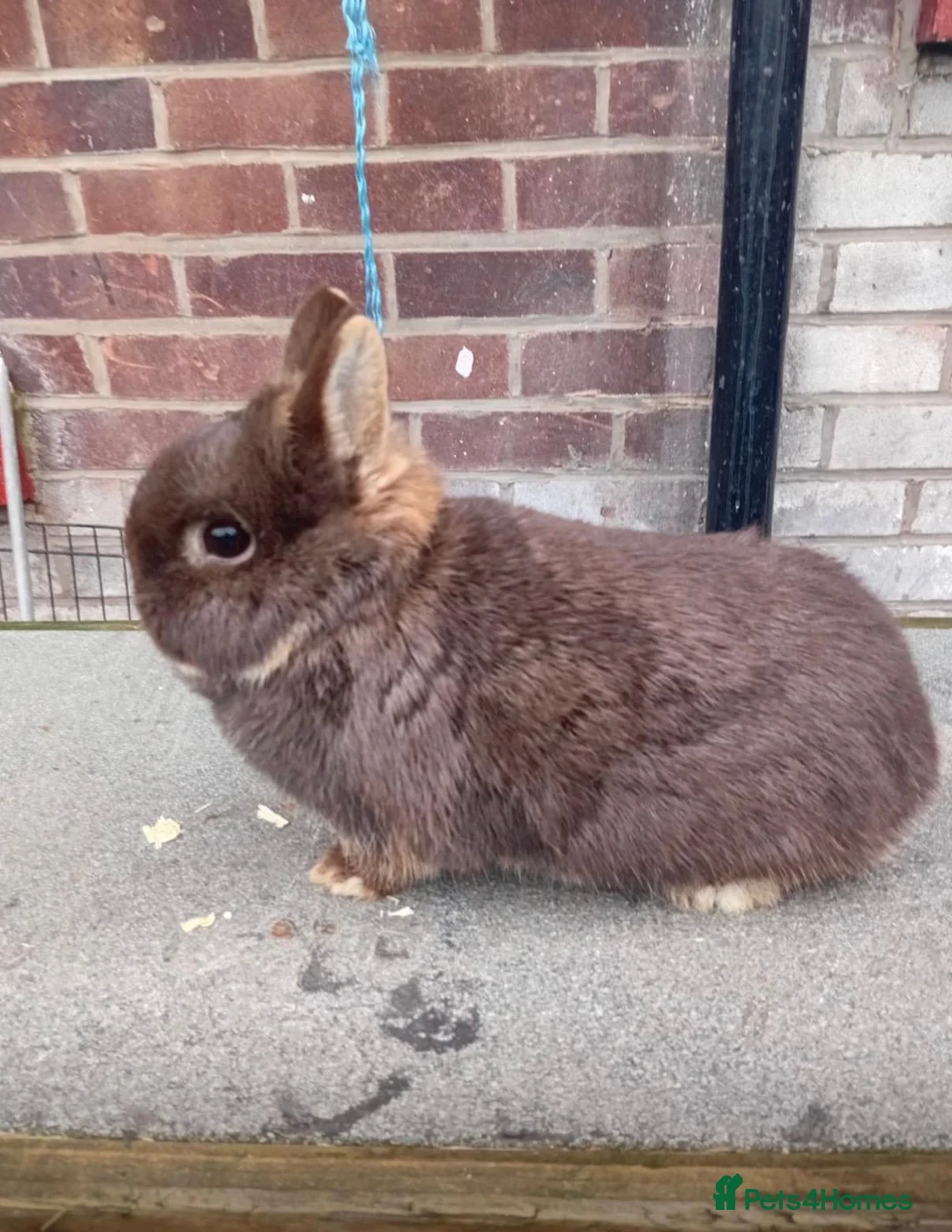 Netherland Dwarf rabbits for sale: Netherland dwarf rabbits  - Advert 4