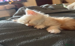 Maine Coon cats for sale: Beautiful rare colour pedigree Maine Coon kittens - Image 15
