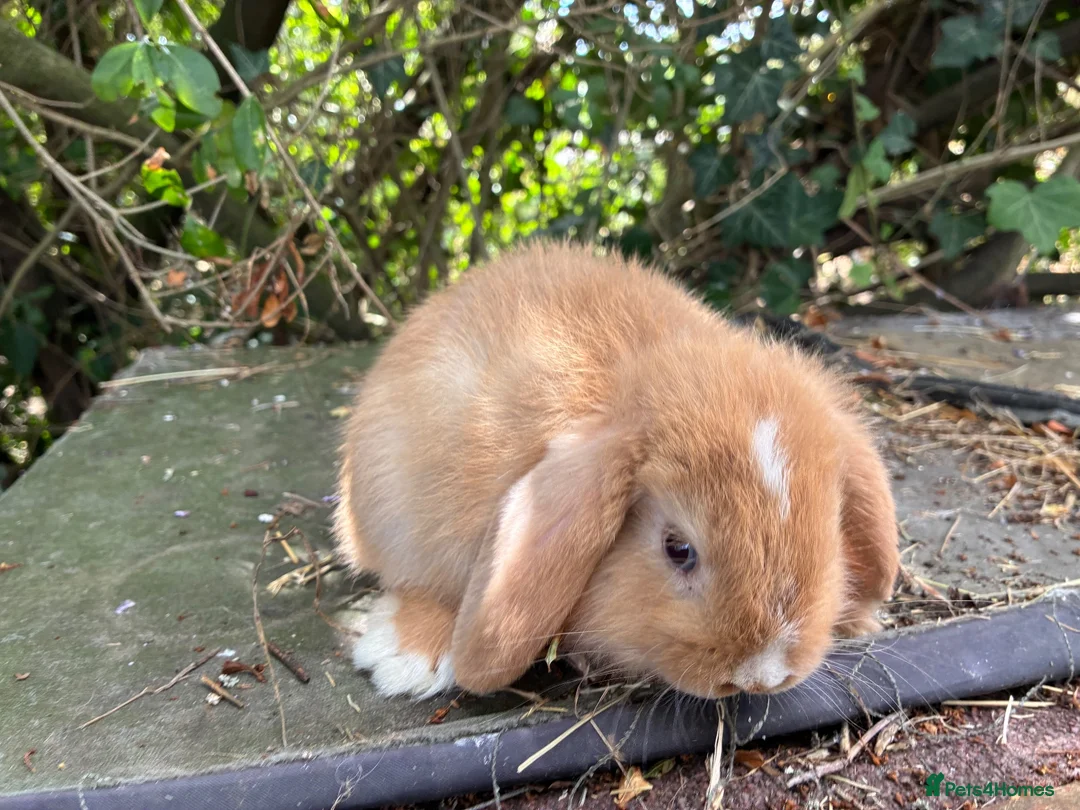 Lionhead rabbits for sale: 1 fluffy lionhead babies and 3 minilop babies  - Advert 1