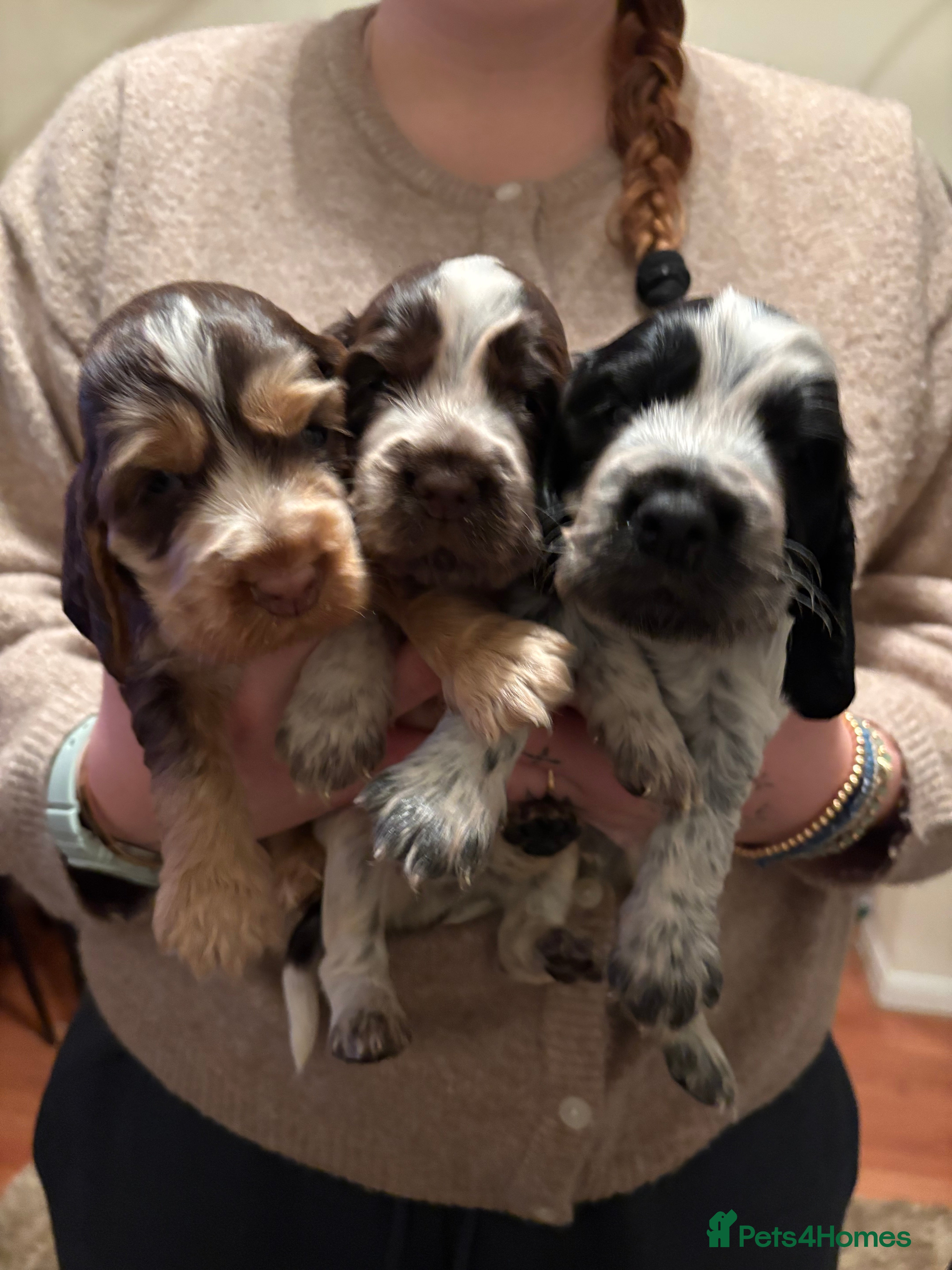 Cocker Spaniel dogs Quality kc show type cocker spaniels - Advert 8