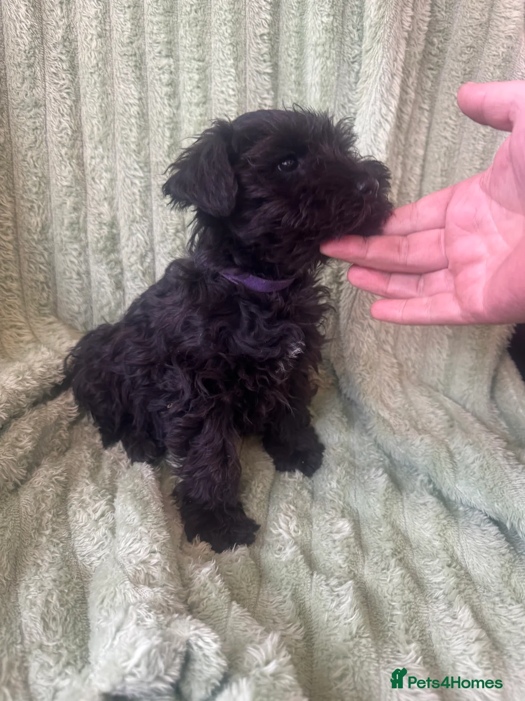 Miniature Schnauzer dogs for sale: Black miniature schnauzers  - Advert 3