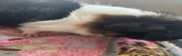Guinea Pig rodents for sale: 2 x 4 month old guinea pigs  in Bedford - Advert 4