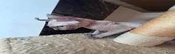 Sphynx cats for sale: ✨ Exceptional Sphynx Kittens –Last Two Available ✨ - Advert 6