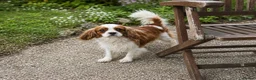 Cavalier King Charles Spaniel dogs for sale: Top quality, health tested Cavalier King Charles  - Advert 18