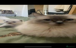 Ragdoll cats for sale: Ragdoll female kitten 16 weeks old - Image 3