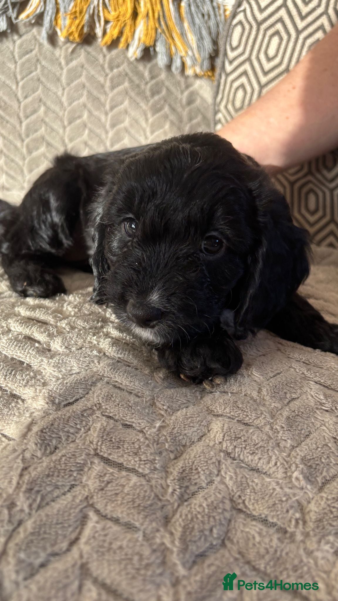 Cockapoo dogs Adorable Cockapoo puppies  - Advert 9