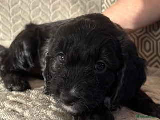 Cockapoo dogs Adorable Cockapoo puppies - Advert 2