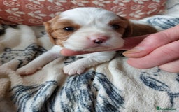 Cavalier King Charles Spaniel dogs for sale: Outstanding Cavalier King Charles Puppies  - Image 22