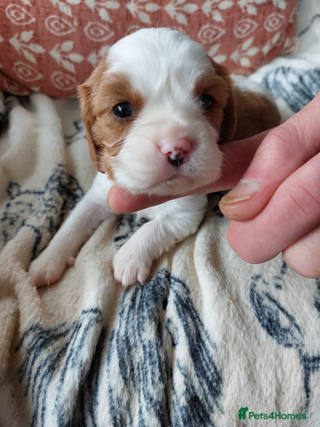 Cavalier King Charles Spaniel dogs for sale: Outstanding Cavalier King Charles Puppies  - Image 22