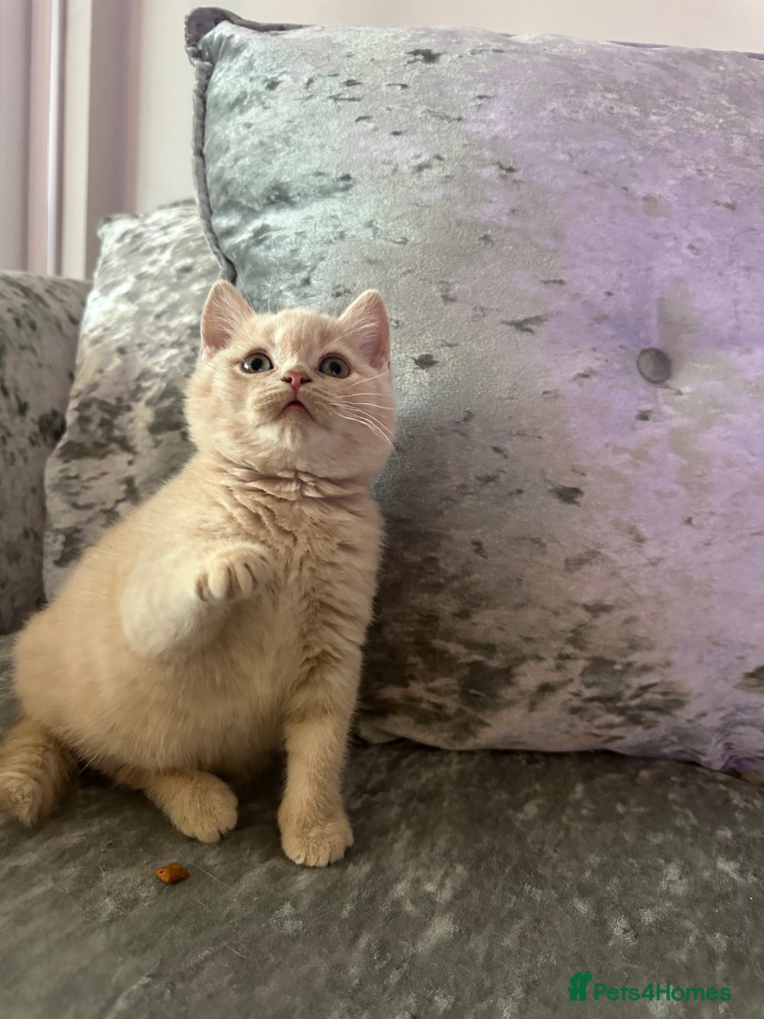 British Shorthair cats for sale: Beautiful Cream British Short hair boy READY NOW - Advert 11