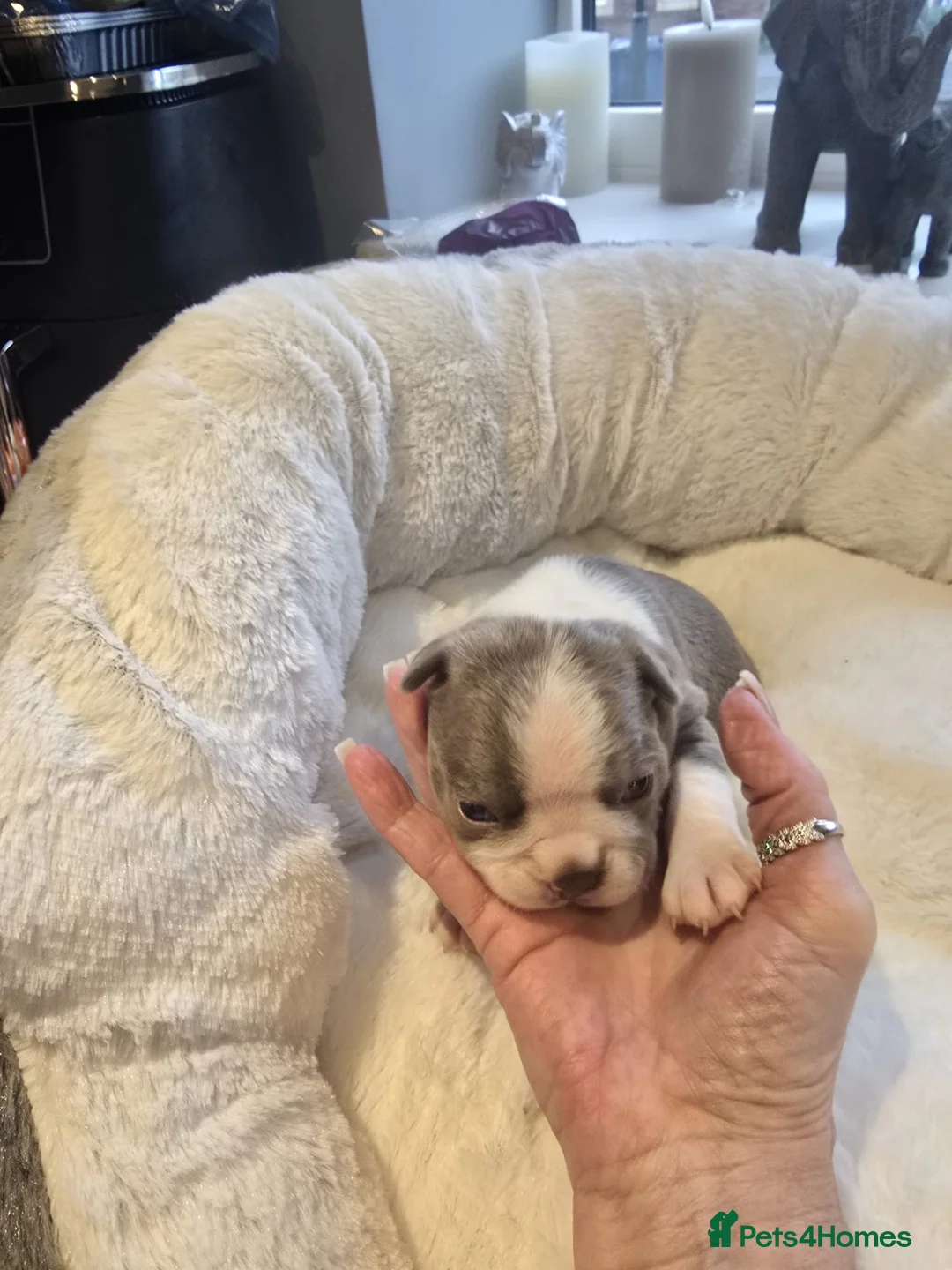 Boston Terrier dogs for sale: BEAUTIFUL BOSTON TERRIER PUPS  - Advert 14