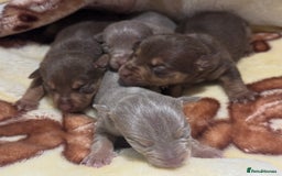 Jack Russell dogs for sale: Much Wenlock stunning miniature puppy  - Advert 4