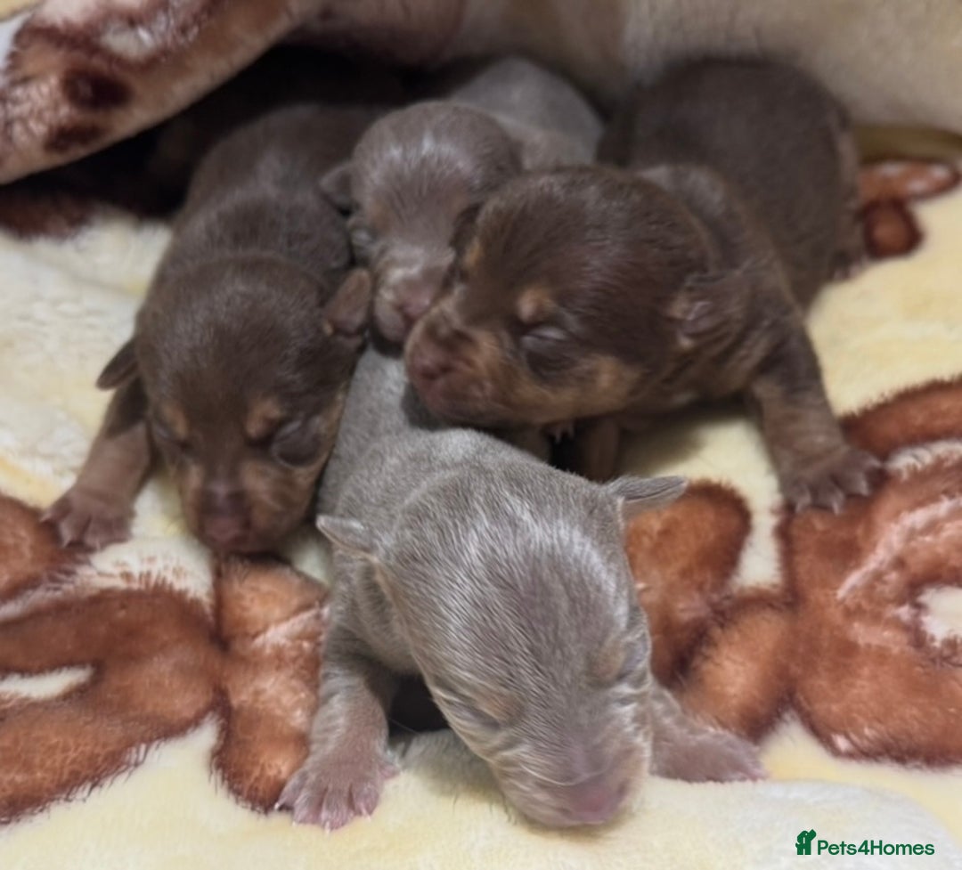 Jack Russell dogs for sale: Much Wenlock stunning miniature puppy  - Advert 4