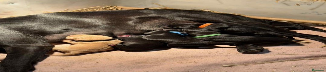 Labrador Retriever Puppy 1