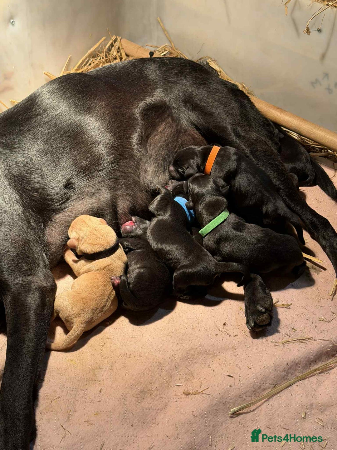 Labrador Retriever dogs for sale: Labrador puppies  - Image 2