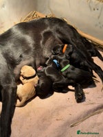 Labrador Retriever dogs - Advert 8