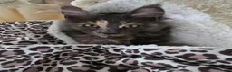 Maine Coon cats for sale: Beautiful 1-Year-Old Pedigree Maine Coon Female  in Boston - Advert 5