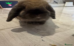 Mini Lop rabbits for sale: Looking for a forever home  - Image 2