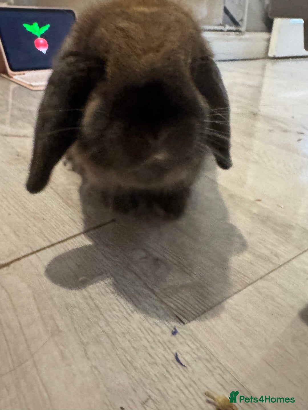 Mini Lop rabbits for sale: Looking for a forever home  - Image 2