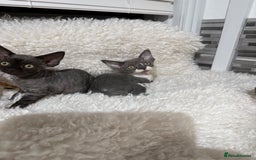 Devon Rex cats for sale: Devon Rex Kittens  - Image 11