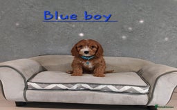 Cavapoo dogs for sale: Cavapoo F1 Puppies ❣️ - Image 8