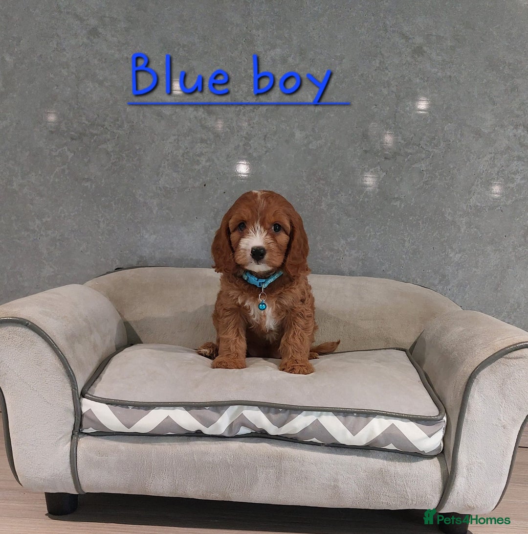 Cavapoo dogs for sale: Cavapoo F1 Puppies ❣️ - Image 8