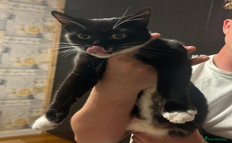 Domestic Shorthair cats - Advert 17