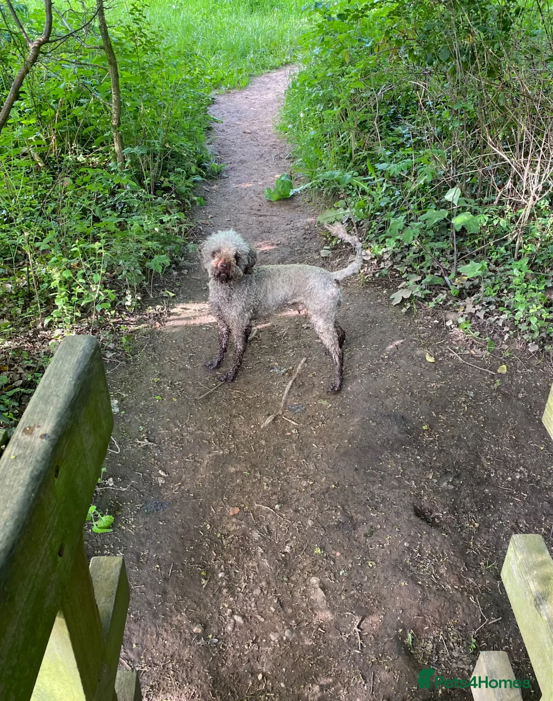 Lagotto Romagnolo dogs for stud: Kennel club registered Lagotto Romagnolo for STUD - Advert 4