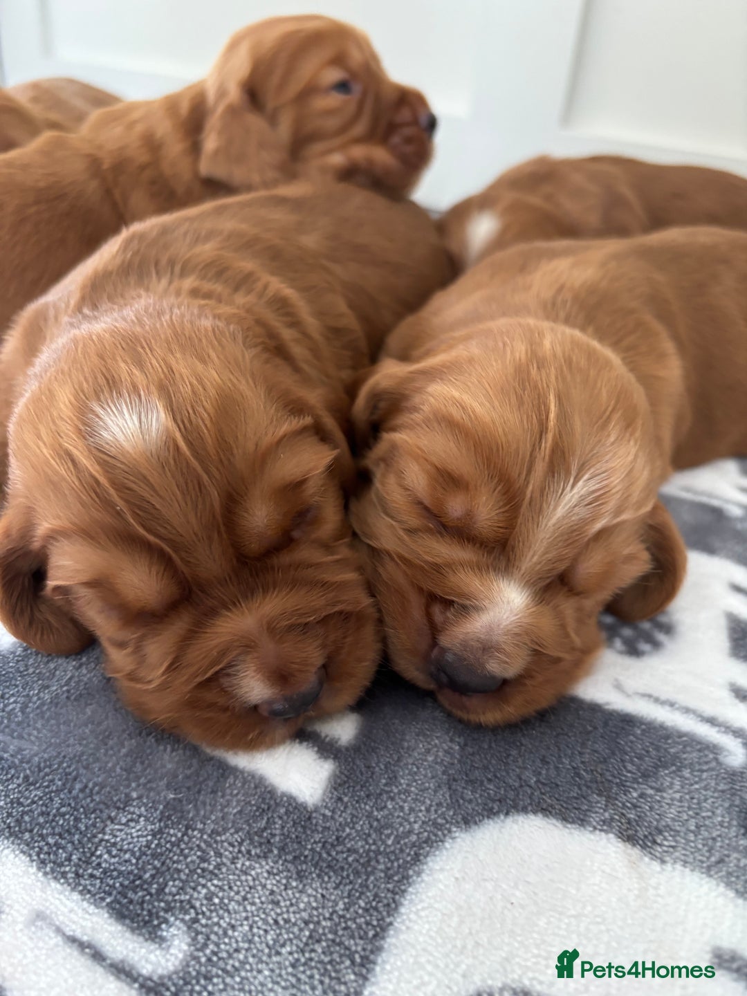 Cocker Spaniel dogs for sale: Litter of KC registered Working cocker spaniels - Advert 11