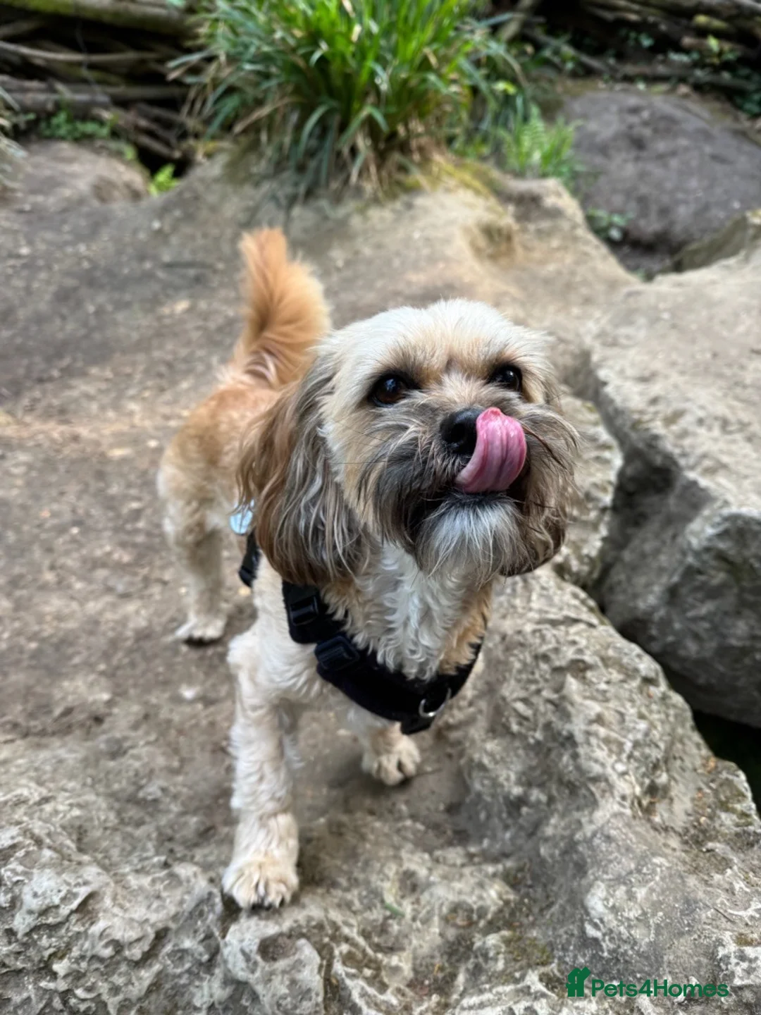 Mixed Breed dogs for sale: My Girl Jessie Shih Tzu x Westie - Advert 2