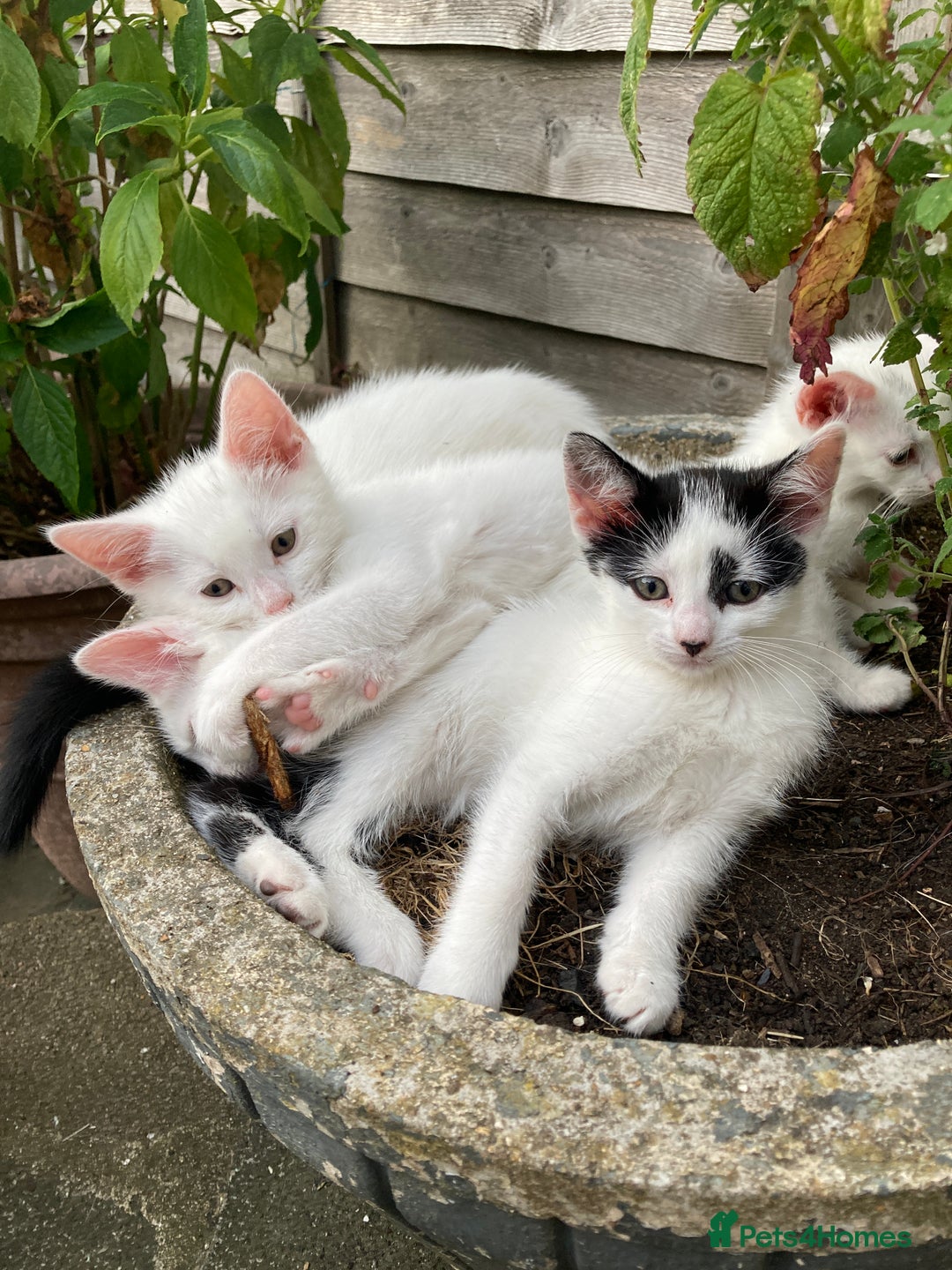 Turkish Van cats for sale: Gorgeous & Loving Turkish Van Kittens - Image 19
