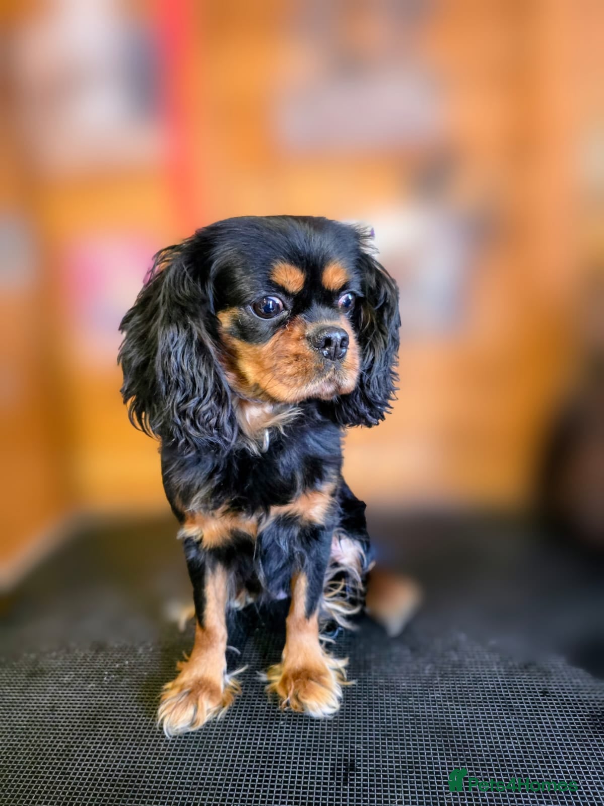 Cavalier King Charles Spaniel dogs Beautiful black and tan girl Cavalier KC   - Advert 2